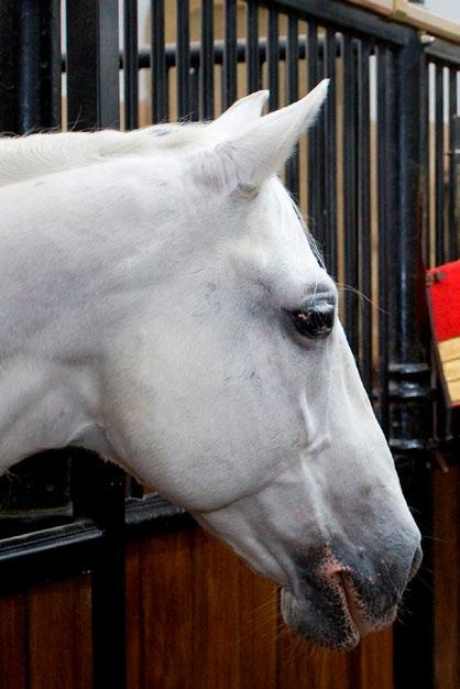 ADOPT A STALLION OF THE SPANISH RIDING SCHOOL 72 of the famous white stallions live in the Hofburg in Vienna.