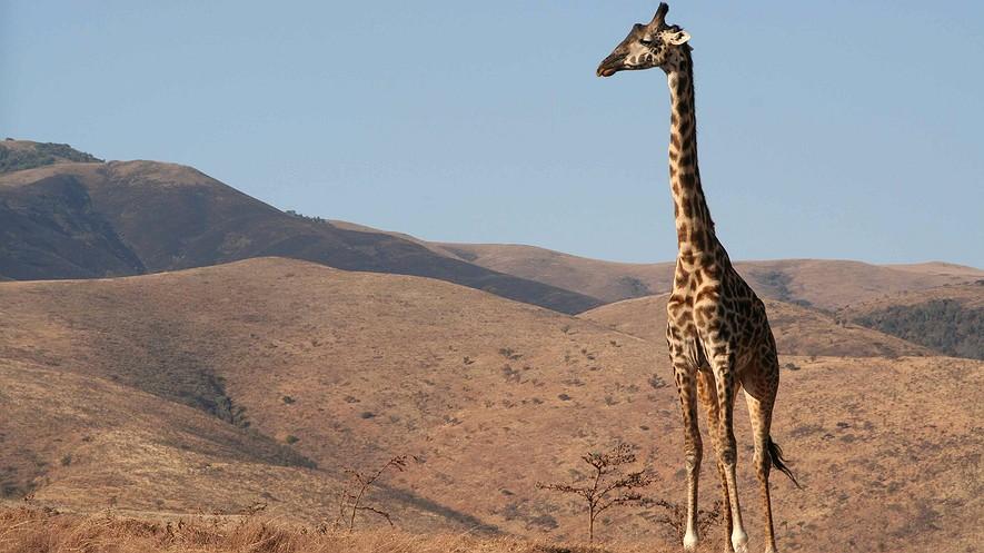 Giraffe population has plunged, now "threatened with extinction" By Washington Post, adapted by Newsela staff on 12.14.