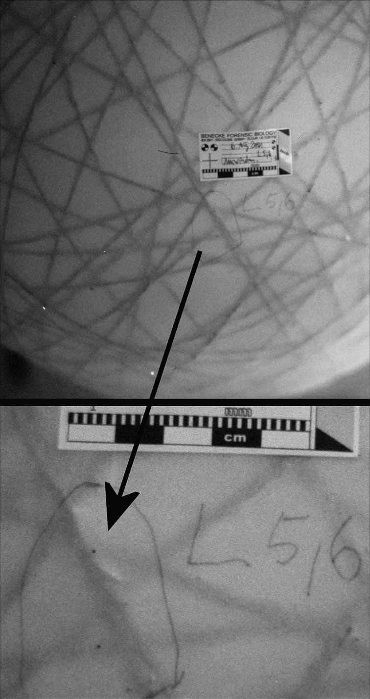 M. Benecke, L. Barksdale / Forensic Science International 137 (2003) 152 159 157 Fig. 3. Blood spatter-like droppings in Case 3. Top: Overview over lamp that was hanging only ca. 1.80 m over ground.