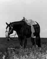APHA Lifetime Leading Sire. Top 10 Breeders Trust Sire Iowa Paint Horse Club 2010 Stallion Service Auction James or Ann Luebbers 319.269.4010 30232 Grand Avenue Aplington IA 50604 RealBonanz@aol.