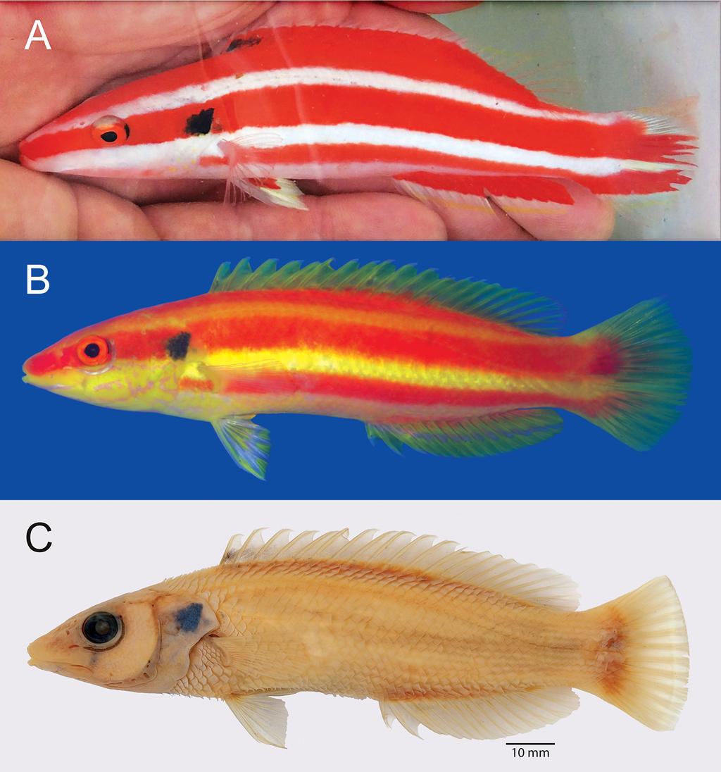 absent; pelvic fin short, tip reaching just beyond anus; body with three broad, red, lengthwise stripes separated by lemon-yellow or white stripes with lowermost red stripe not continuing anteriorly