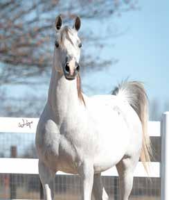 Echo is beautiful under saddle and will certainly be competitive as a sport horse both in hand and under saddle.