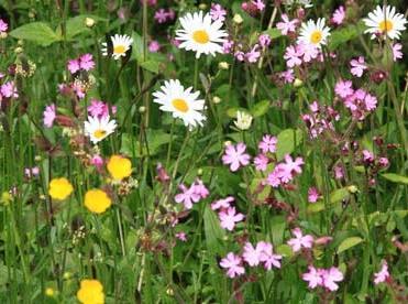 including: An area of long grass and nectar-rich wild flowers Piles of