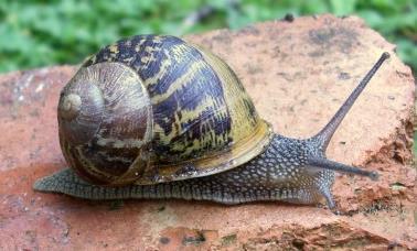 Snails are Gastropods which literally means Belly foot they move around on one