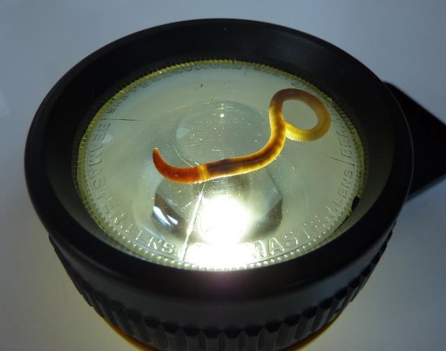 A torch A magnifying glass to have a really close look Place your worm onto the torch Turn the torch on and