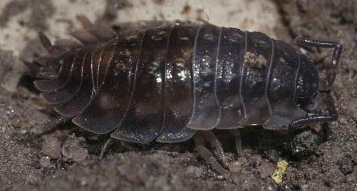 Some woodlice look under logs and stones but remember to put the logs and stones back as you found them A shallow container such as a plastic food tub or the lid of a shoe box Cotton wool or paper