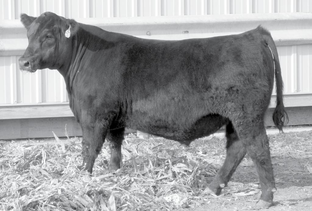 CARSTENS FARMS, LTD. CFL ADVANCE D37 This impressive calving ease bull sells as Lot 1.