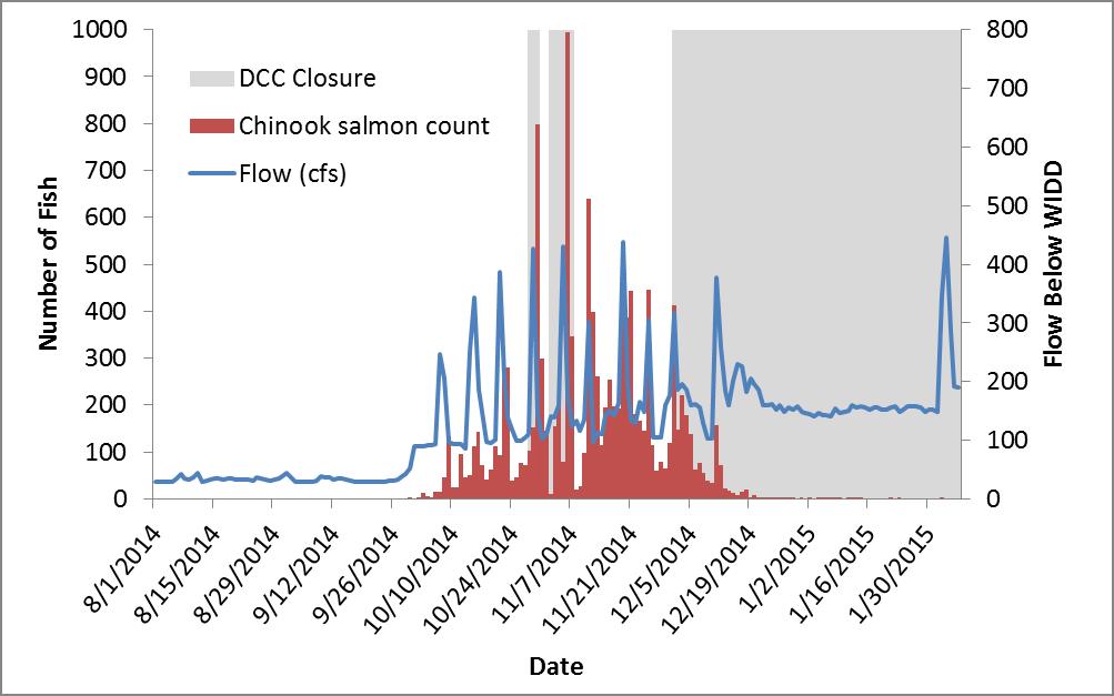 Figure 5. Daily abundance and timing of fall-run Chinook salmon migrating past WIDD compared to flow below Camanche Reservoir, August 1, 2014 February 2, 2015.