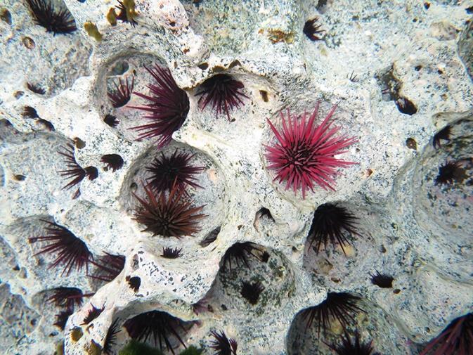 species now, Albright hopes to predict the future of coral reefs around the world, where hardiness may win out over biodiversity.