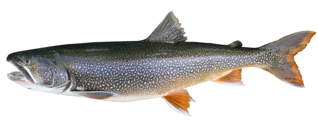 The Kennisis Lakes Fishery: Past, Present and Future Lake Trout (Salvelinus namaycush) 04/15/2010 An evaluation of the historical condition, present state and future