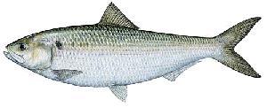 AMERICAN SHAD Largest of the Herring species Popular commercial