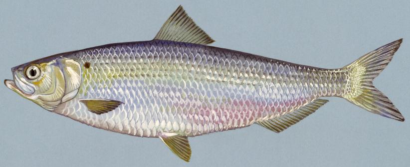 OTHER ANADROMOUS FISH Blueback Herring: - 69 blueback herring were