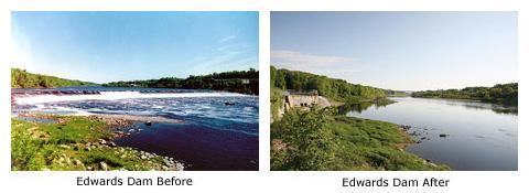 NATIONWIDE, THERE HAVE BEEN 450 DAM REMOVALS SINCE 1999. DESTRUCTION OF THE EDWARDS DAM ON THE KENNEBEC RIVER IN MAINE SPARKED THE MOVEMENT.