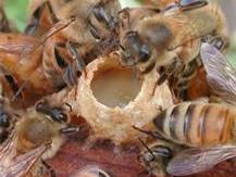 DEVELOPING QUEEN CELL New queen larva being fed royal jelly by worker bees.