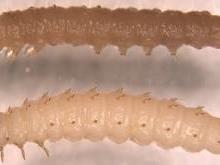 WAX MOTH LARVAE Wax moth larva (top) and SHB larva (bottom).