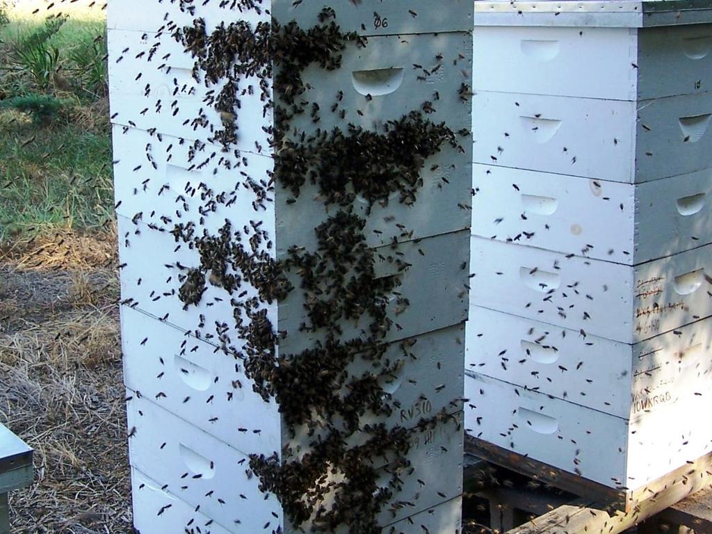 ROBBING BEHAVIOR Bees are all over a hive and can be on all sides.