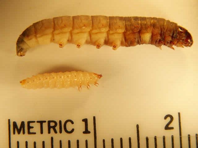 SMALL HIVE BEETLE LARVAE Small hive beetle larvae (bottom) are superficially similar to those of wax moths (top).