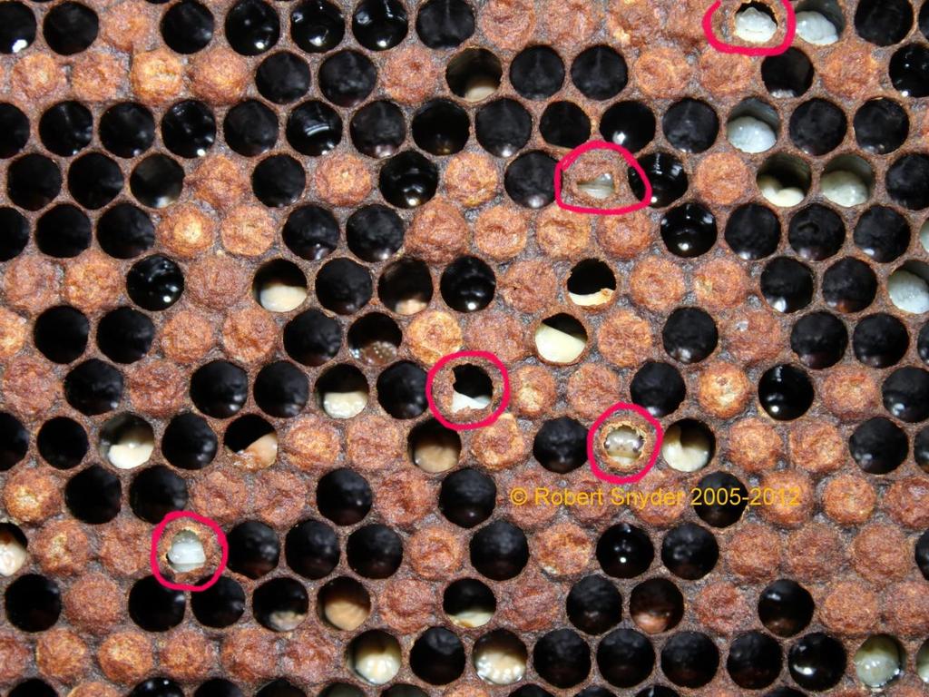 EUROPEAN FOULBROOD (EFB) The melted pupae in the perforated cells either
