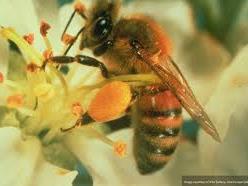 BRINGING IN POLLEN Attached to the pollen baskets (corbicula) on their hind legs.