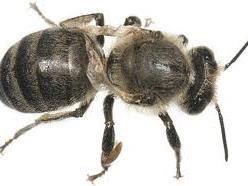CHRONIC BEE PARALYSIS Also known as Hairless Black Syndrome. Symptoms of chronic bee paralysis are limited to adults.