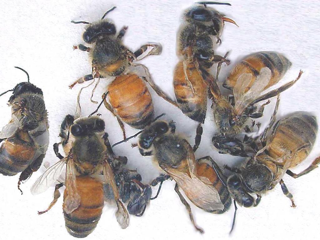 DEFORMED WING VIRUS (DWV) Characterized by deformed and mis-shapened wings ( K-wings ). Bees are unable to fly.