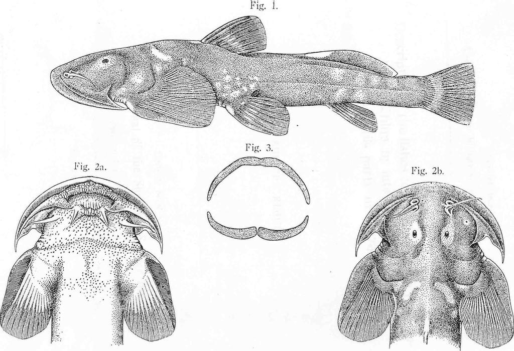 Fig. 1. Euchiloglanis Kishinouyei. (Nat. Size). fig. 2a-b.