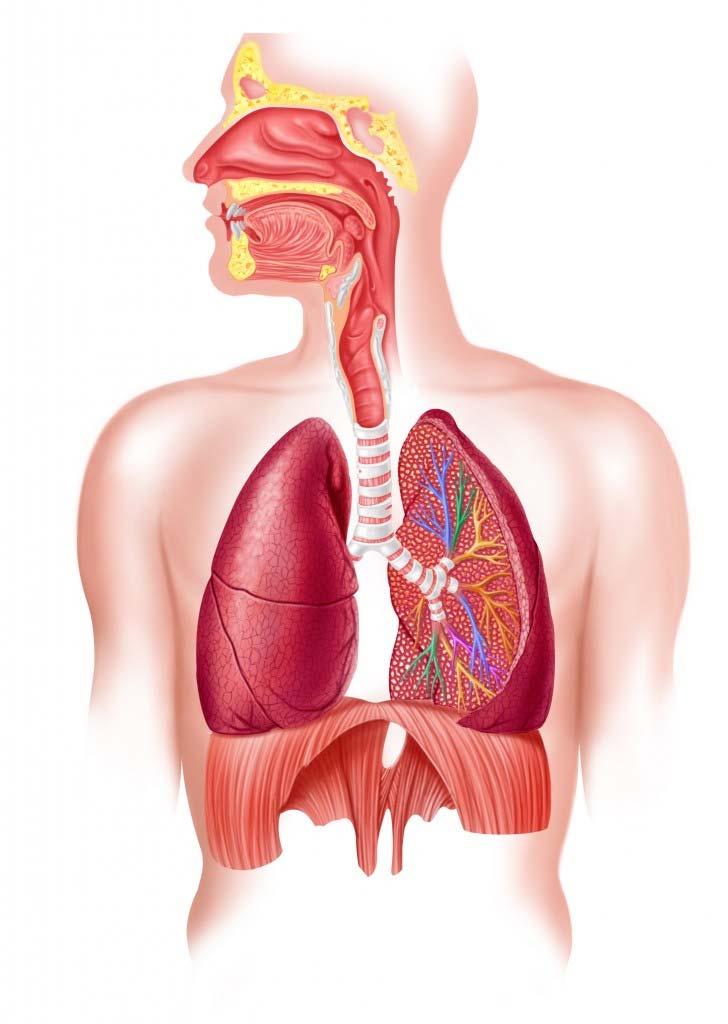 TRANSMISSION The primary route of infection is the inhalation of aerosols contaminated with legionella bacteria. So for legionnaires disease to develop, the bacteria needs to get into the lungs.