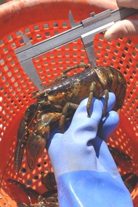 D ATA : Obtaining lobster