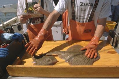 The top right picture shows a winter flounder above a fourspot