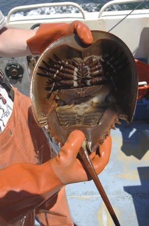H O R S E S H O E C R A B : The horseshoe crab is an ancient creature that has survived approximately 200 million years with
