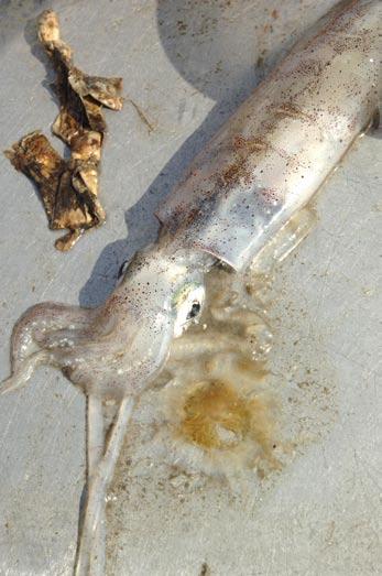 J E L L IE S : Loligo squid is a species commonly found in Long