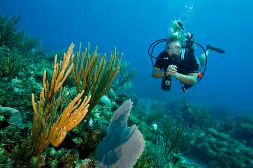 Diving Courses Private Dive Courses Private dives, guides and boats are available on request. For all private diving has to be booked 2 days in advanced.