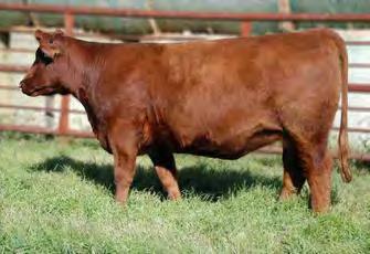 Scaara is carrying service to Six Mile End Game, the $25,000 bull purchased by Alta Genetics this past spring. We were fortunate enough to have acquired a semen package on this exciting individual.
