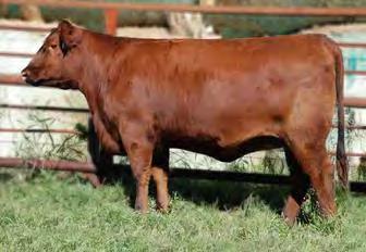 661A is A-I d to Pay Dirt the Kodiak son purchased by Brad Arrowsmith in NE. His first calves have exceeded expectations. 15 b r e d h e i f e r s BW 0.8 WW 53 YW 83 M 15 TM 41 REA -0.07 MARB 0.