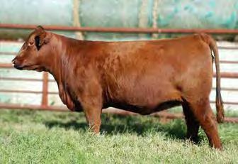 Her dam, 896L carries the Elite Dam recognition from the Canadian Angus Association. BW 4.0 WW 72 YW 114 M 19 TM 55 REA 0.28 MARB 0.21 FAT -0.030 19 Red Lazy MC Queen 109A CBM 109A Feb.