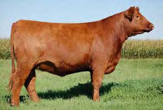 feature! 139A is a moderate framed, donor cow prospect with style and eye appeal that her great sire is known for. Her dam came to us from the Bar EL program and has been a no miss female.
