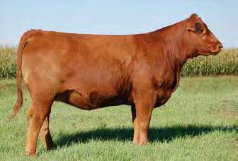This dark red, excellent footed female has a top notch pedigree, including Oly 554T, and Connealy Dateline! Maternal sisters have sold to Texas out of past Cowgirls sale events.