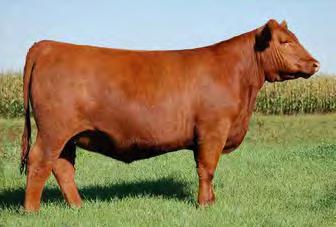 then exposed May 29 - July 17 to Captain 206Z. Larkaba may not represent the freshest, newest pedigree in the industry, but what she does represent is what it takes to be a great female.