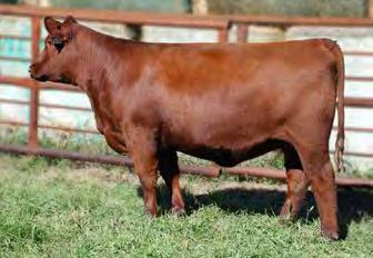 Her dam, 730F by Boomer has had more progeny recorded that any other female in the history of Triple S. To date we have used 5 sons of 730F in our program. 33 b r e d h e i f e r s BW 0.
