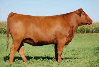 Once again, if you want outcross genetics focused on calving ease, performance and eye appeal this heifer has exciting possibilities. BW -2.9 WW 45 YW 79 M 21 TM 43 REA 0.15 MARB 0.13 FAT -0.