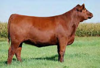 she can compete with virtually any other heifer in the sale.
