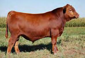 97Z was a member of our class winning pen of bulls at the Medicine Hat Pen Show and has been a strong breeding sire for the Frazier and Newberry families.