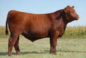 He was the undefeated Junior Bull Calf Champion in 2013, and was a class winner at the 2014 US National Show in Fort Worth, Texas.