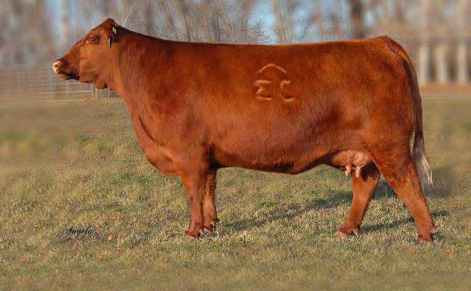 D o n o r f e m a l e s Red Lazy MC Soldier 134A son of Patty 701T and herd sire at Lazy MC. Red Lazy MC Patty 167A daughter of Patty 701T that sells as lot 35. Red YY Patty 701T YY 701T Feb.