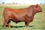 This 2010 Canadian National Champion Female, has made a large and impressive stamp on the Lazy MC and A1 Land & Cattle breeding program.