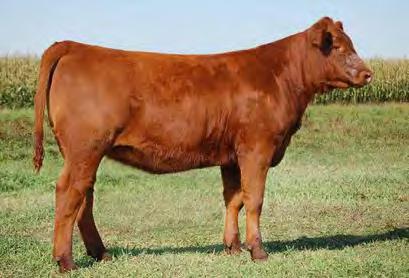 7, 2015 RED 5L NORSEMAN KING 2291 RED RMJ REDMAN 1T CROWFOOT KURUBA 4033P RED LAZY MC SMASH 41N RED LAZY MC BESS 12S RED LAZY MC BESS 73N This embryo mating is a very special one here at Lazy MC.