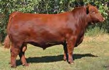 The sex of the pregnancy will be available sale day. A tremendous opportunity to acquire progeny from the famed Bess 12S cow that has created one of the greatest legacies in the Red Angus breed!