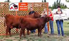 This young two year old female is one of our most complete, and competitive show heifers at Lazy MC.