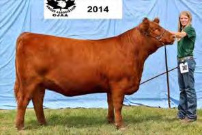 is one of our most exciting and cutting edge in the offering. Laurie has had an amazing show season with this powerful heifer!