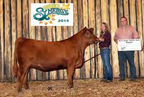 She is a larger framed, powerful brood cow prospect, with great show ring presence. The mating possibilities are endless. Flush to be done in 2015.